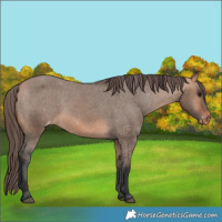 Horse Color:Bay Dun Appaloosa 