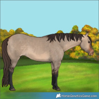Horse Color:Bay Dun Appaloosa