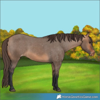 Horse Color:Bay Dun Appaloosa 