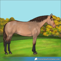 Horse Color:Bay Dun Varnish 
