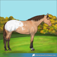 Horse Color:Bay Dun Snowcap 
