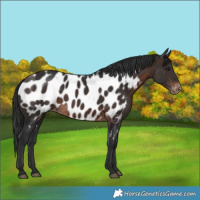 Horse Color:Brown Appaloosa