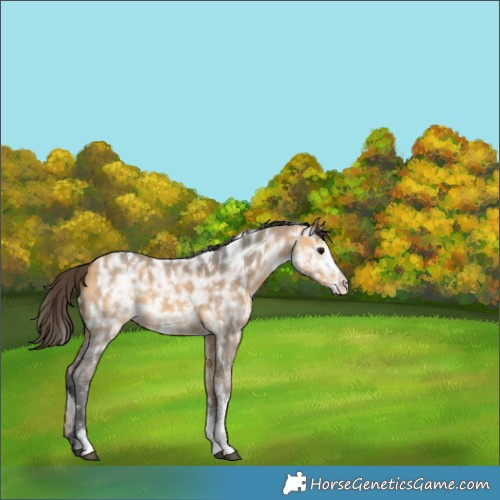 Horse Color:White Spotted Buckskin Ice Sabino 