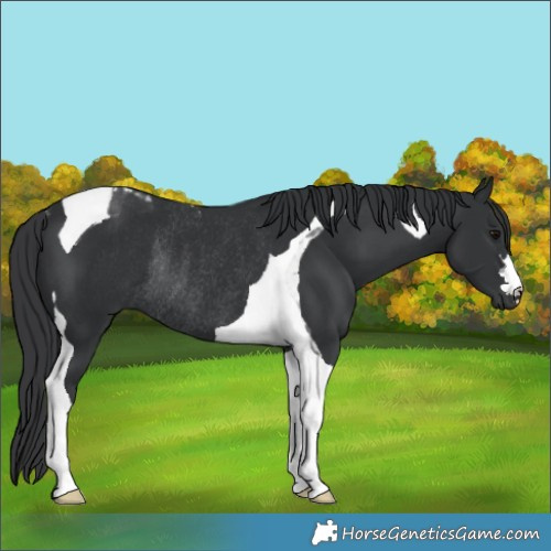 Horse Color:Black Tobiano Rabicano 