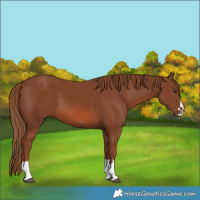 Horse Color:Chestnut 