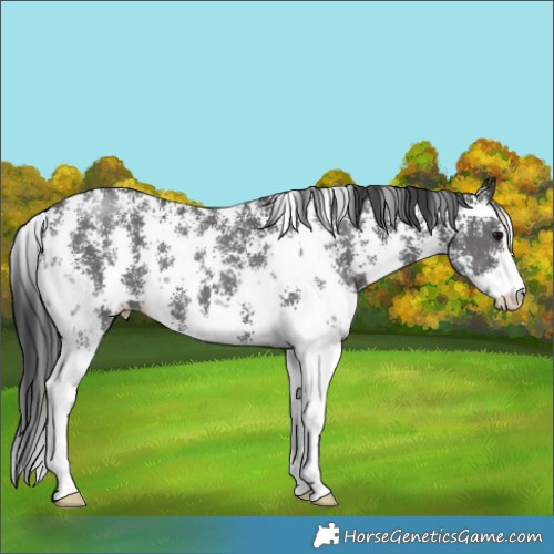 Horse Color:Black Sabino 