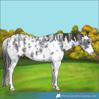 Horse Color:Black Sabino