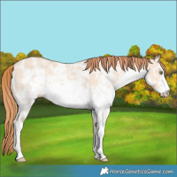 Horse Color:White Spotted Gold Champagne Ice Dun Sabino 