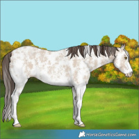 Horse Color:Classic Champagne Ice Dun Sabino 