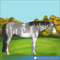 Horse Color:White Spotted Grullo 