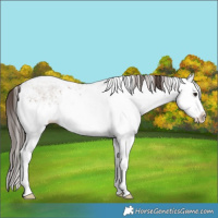 Horse Color:White Spotted Classic Champagne Ice Sabino Splash 