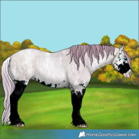 Horse Color:Watercolor Buckskin Ice Pearl Splash Rabicano 