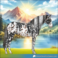 Horse Color:Brown Appaloosa  and Bay Appaloosa 