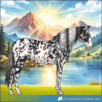 Horse Color:Brown Appaloosa  and Bay Appaloosa 