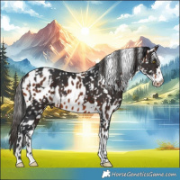 Horse Color:Brown Appaloosa  and Bay Appaloosa 