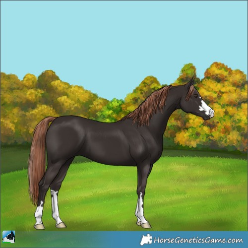Horse Color:Liver Chestnut 