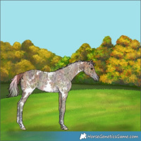 Horse Color:Nacre White Spotted Buckskin Ice