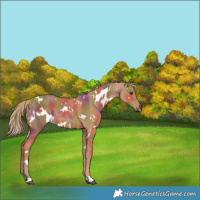 Horse Color:Nacre White Spotted Chestnut