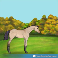 Horse Color:Painted Bay Dun