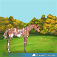 Horse Color:Nacre White Spotted Chestnut 