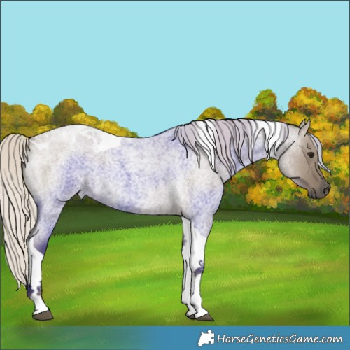 Horse Color:Silver Smoky Grullo Roan Tobiano 
