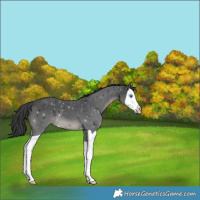 Horse Color:Black Splash 