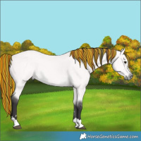 Horse Color:Platinum Painted Buckskin 
