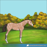 Horse Color:Bay Ice 