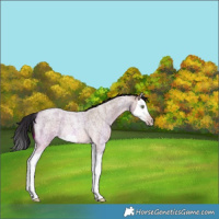 Horse Color:Gray Amber Champagne Roan Splash Rabicano 