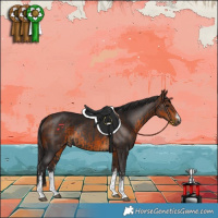 Horse Color:White Spotted Smoky Black  and White Spotted Buckskin 
