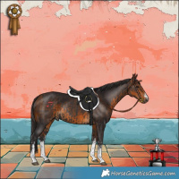 Horse Color:White Spotted Smoky Black and White Spotted Buckskin