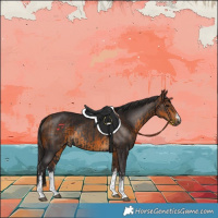 Horse Color:White Spotted Smoky Black and White Spotted Buckskin