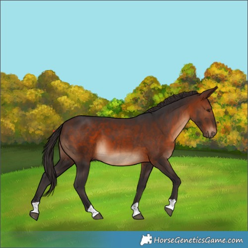 Horse Color:Brown 