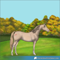 Horse Color:Perlino 