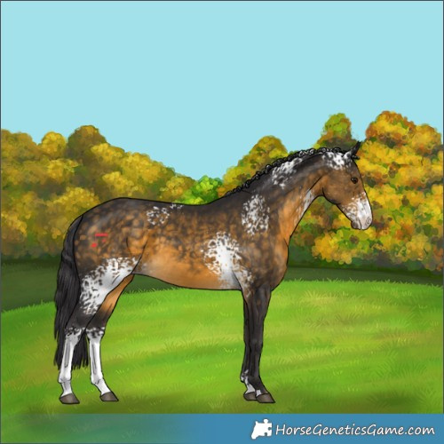 Horse Color:White Spotted Buckskin 