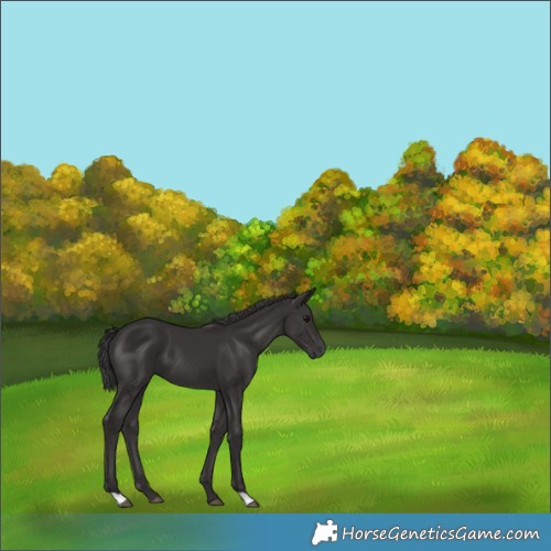 Horse Color:Smoky Black 
