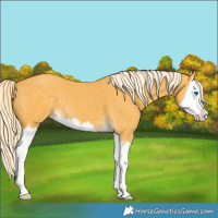 Horse Color:Palomino Splash 