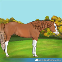 Horse Color:Chestnut Splash 