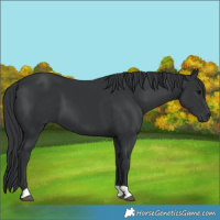 Horse Color:Black 