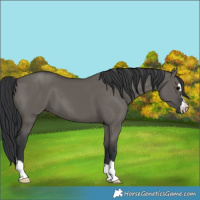 Horse Color:Grullo
