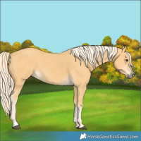 Horse Color:Palomino 