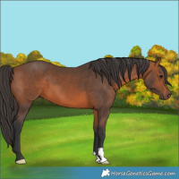 Horse Color:Bay 