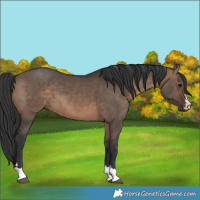Horse Color:Brown Dun 