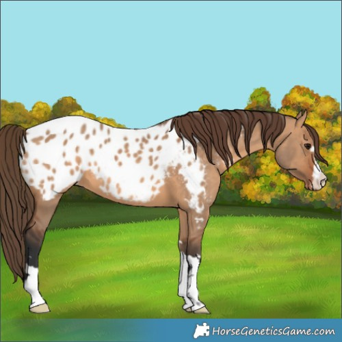 Horse Color:Bay Dun Appaloosa 