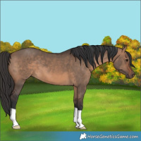 Horse Color:Brown Dun 