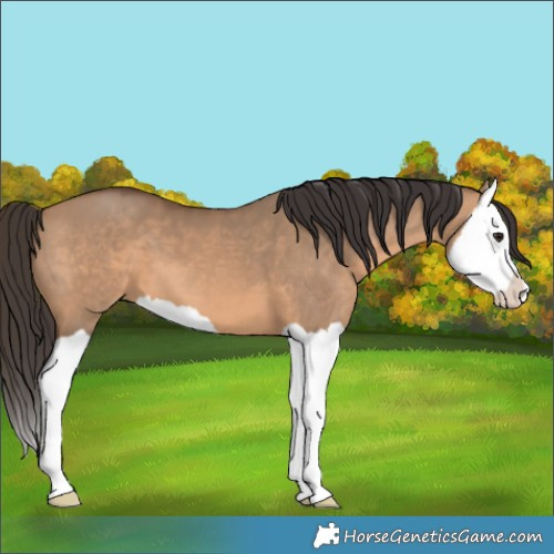 Horse Color:Bay Dun Splash 