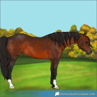 Horse Color:Gray Bay 