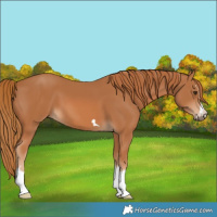 Horse Color:Chestnut 