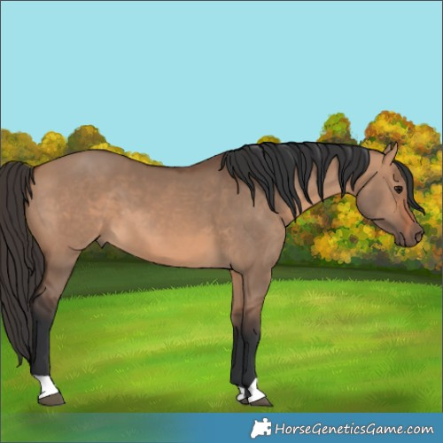 Horse Color:Bay Dun 