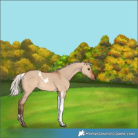 Horse Color:Silver Bay Dun Tobiano Rabicano 
